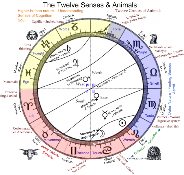 Senses and Animal groups